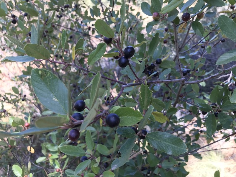 California Buckthorn photo 6