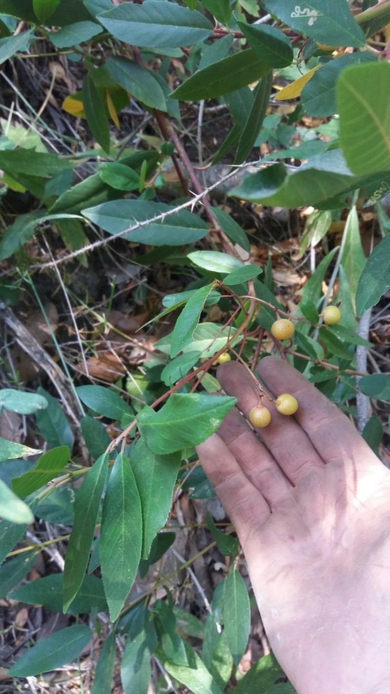 California Buckthorn photo 7