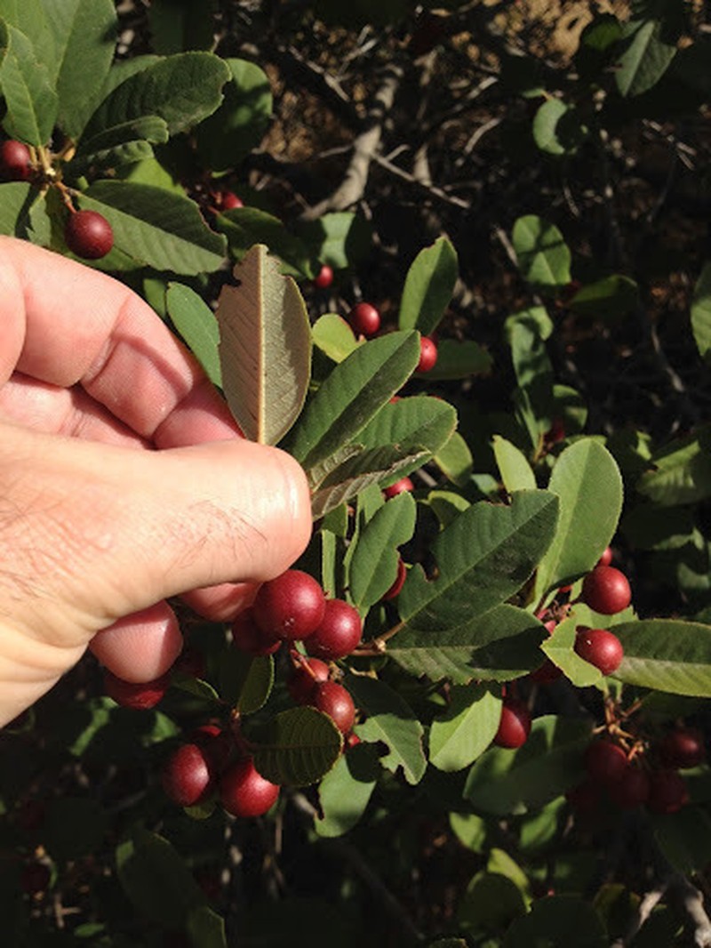 California Buckthorn photo 8