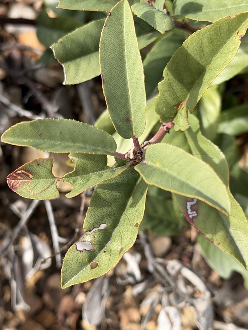 Frangula californica subsp. californica