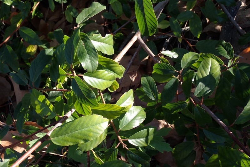 Frangula californica subsp. californica photo 2
