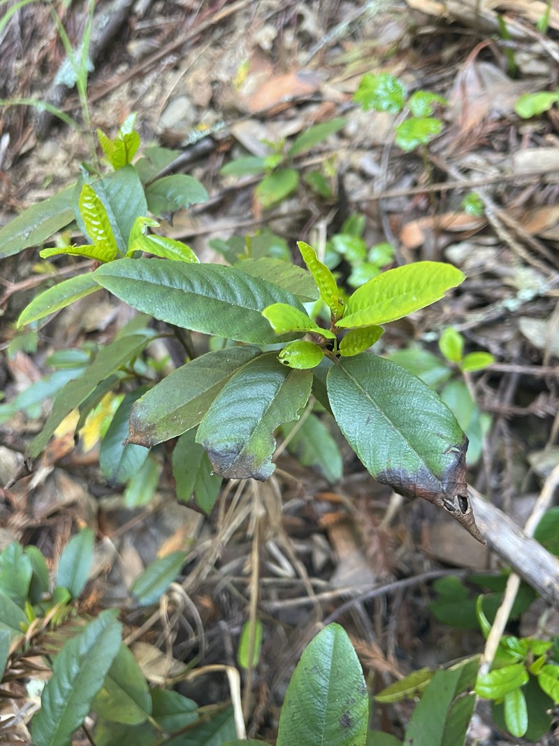 Frangula californica subsp. californica photo 3