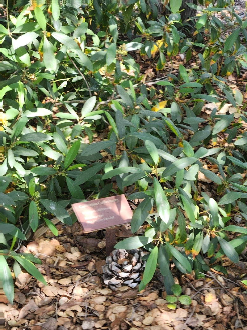 Frangula californica subsp. californica photo 4