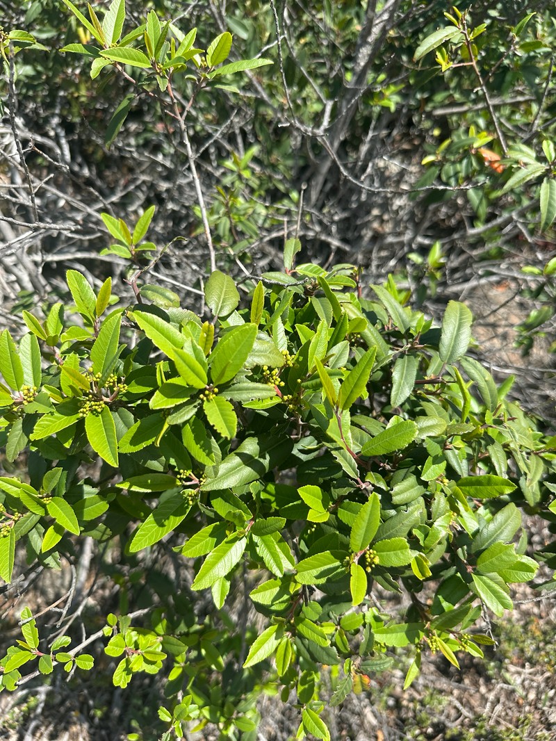 Frangula californica subsp. californica photo 5