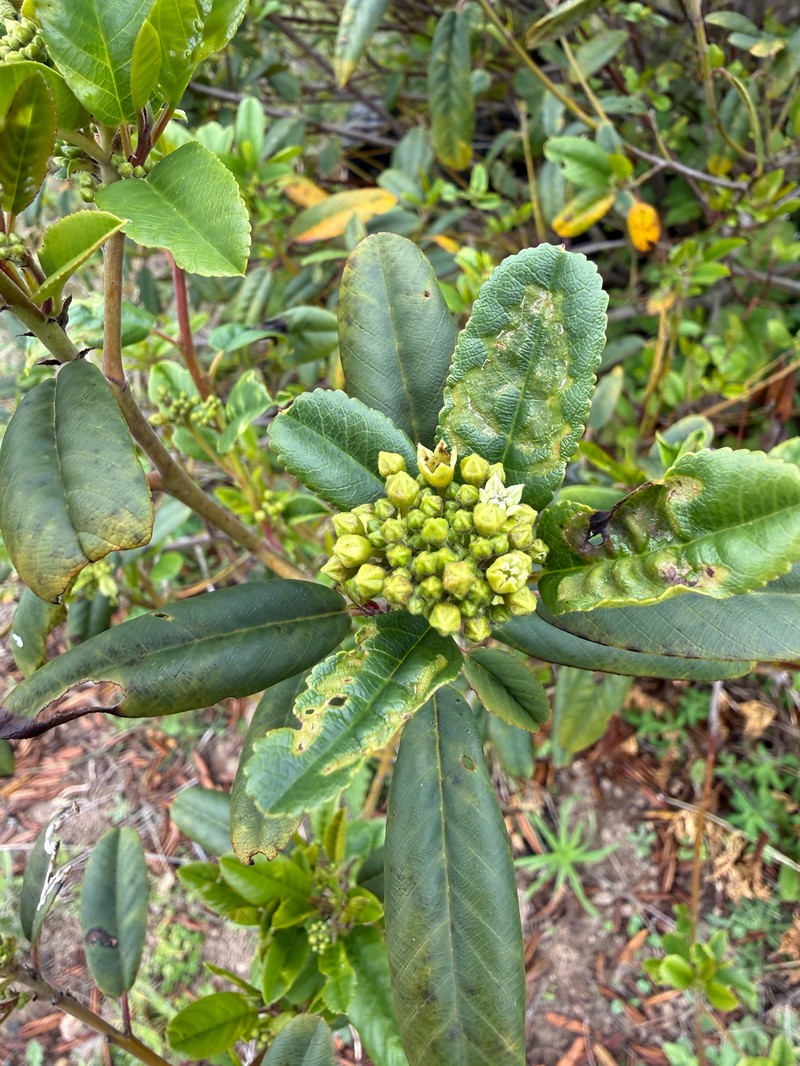 Frangula californica subsp. californica photo 6