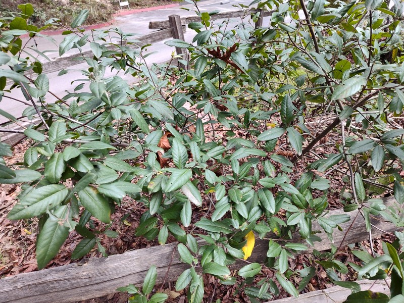 Frangula californica subsp. californica photo 8