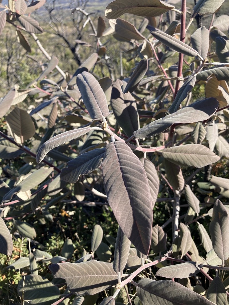 Frangula californica subsp. crassifolia