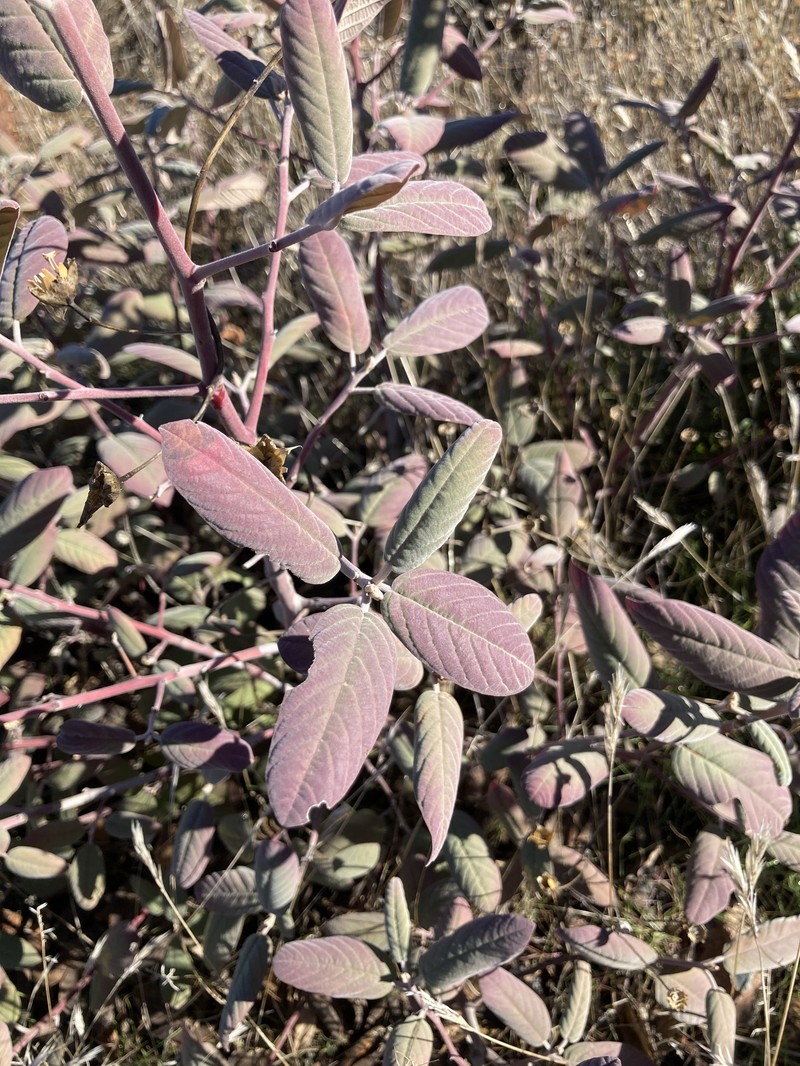 Frangula californica subsp. crassifolia photo 2