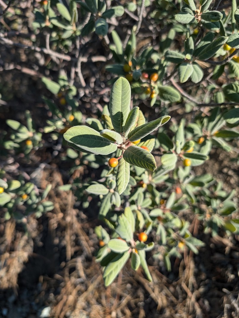 Frangula californica subsp. crassifolia photo 3