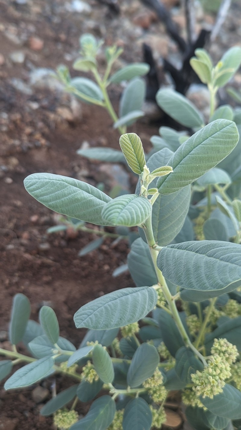 Frangula californica subsp. crassifolia photo 4