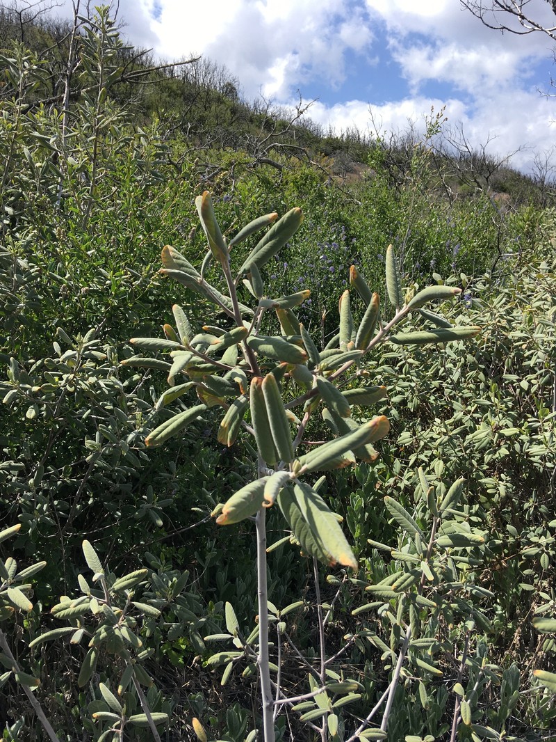 Frangula californica subsp. crassifolia photo 5