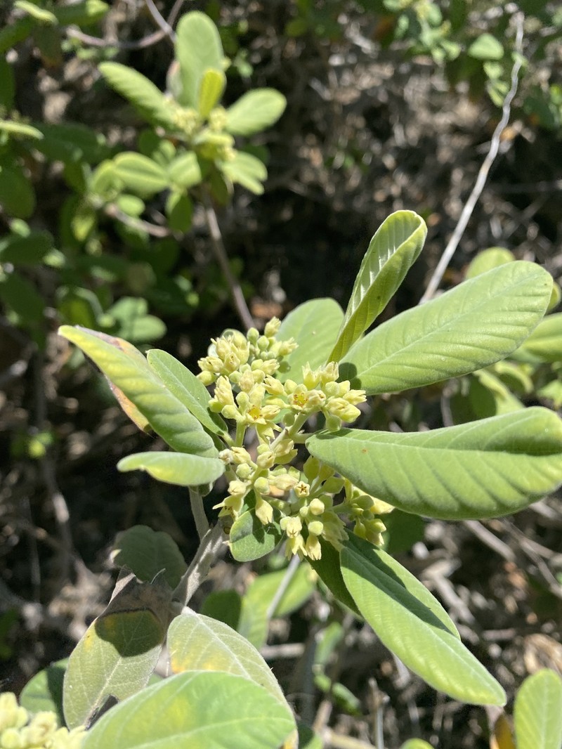 Frangula californica subsp. crassifolia photo 6
