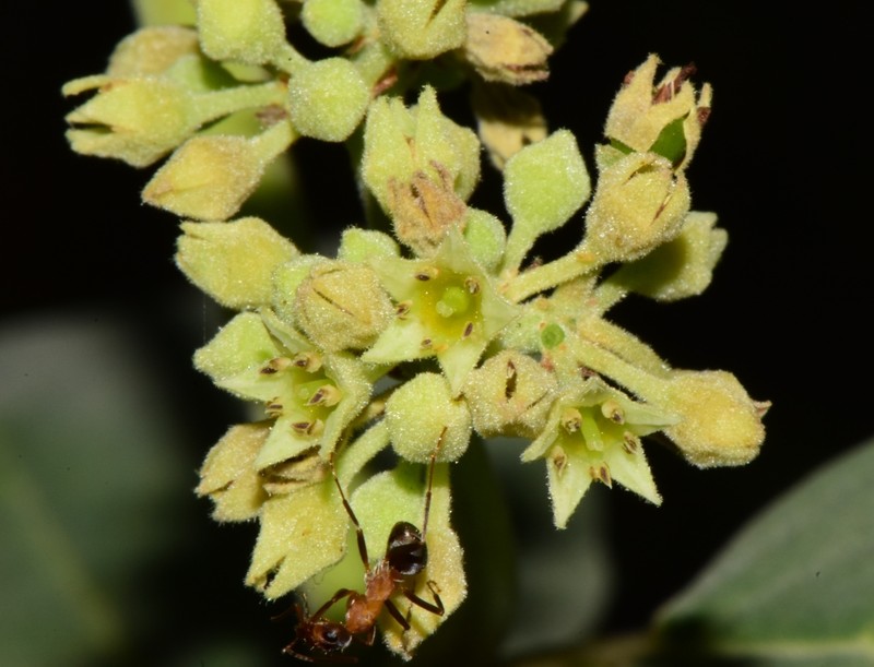 Frangula californica subsp. crassifolia photo 7
