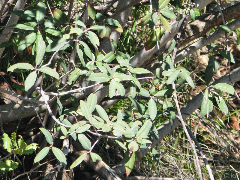 Frangula californica subsp. crassifolia photo 8