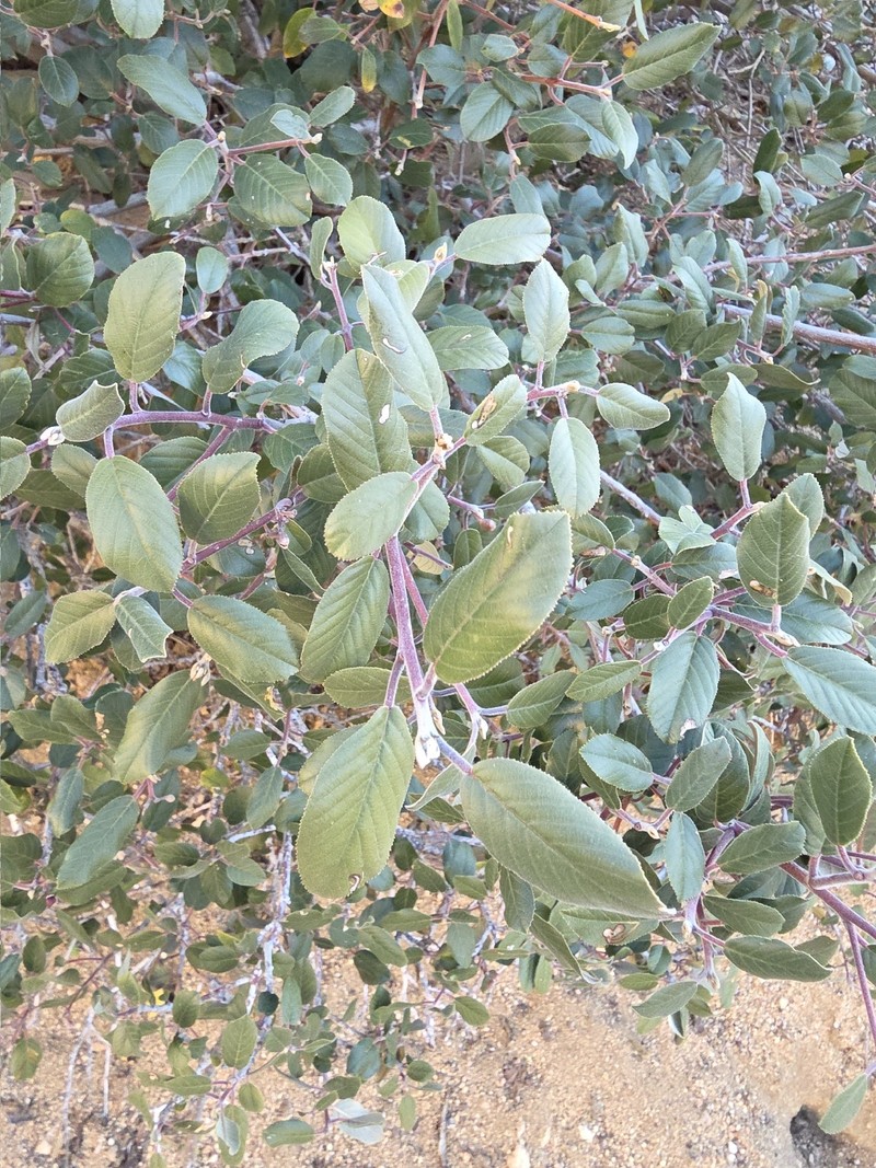 Frangula californica subsp. cuspidata