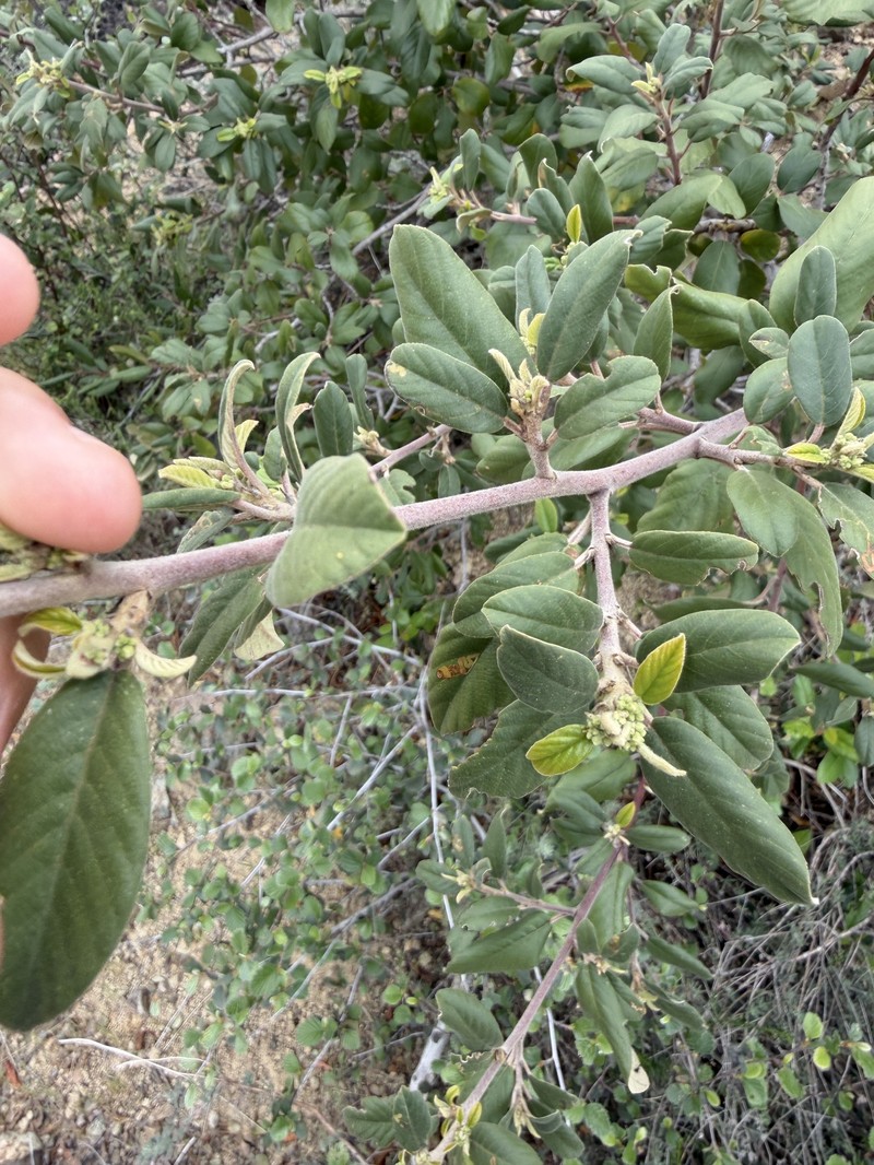 Frangula californica subsp. cuspidata photo 2