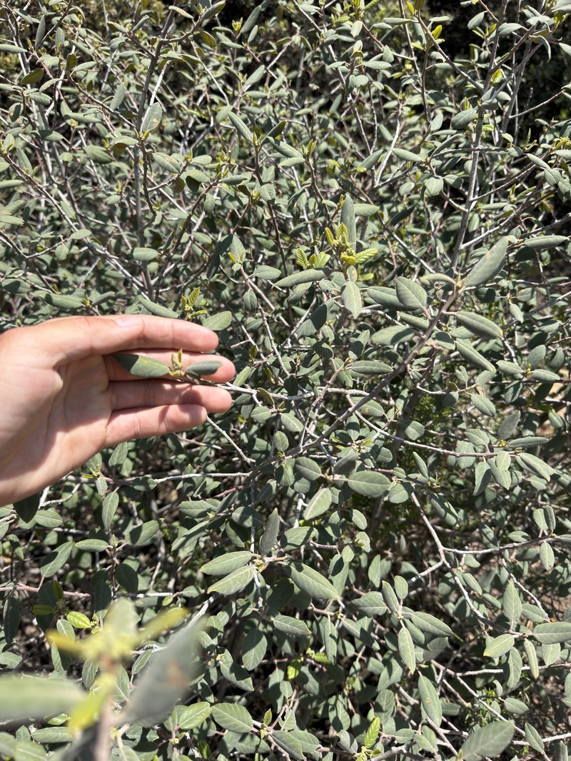 Frangula californica subsp. cuspidata photo 3