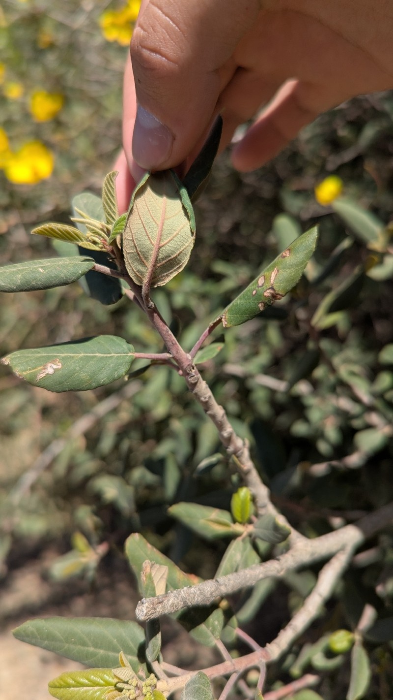 Frangula californica subsp. cuspidata photo 4