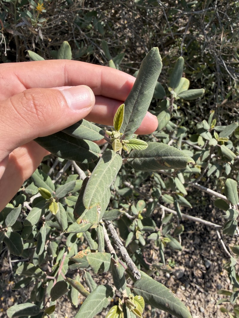 Frangula californica subsp. cuspidata photo 5