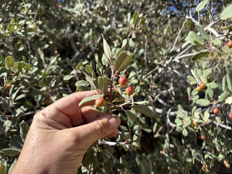 Frangula californica subsp. cuspidata photo 6