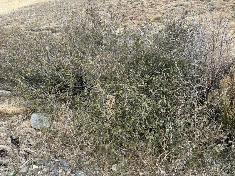 Frangula californica subsp. cuspidata photo 7