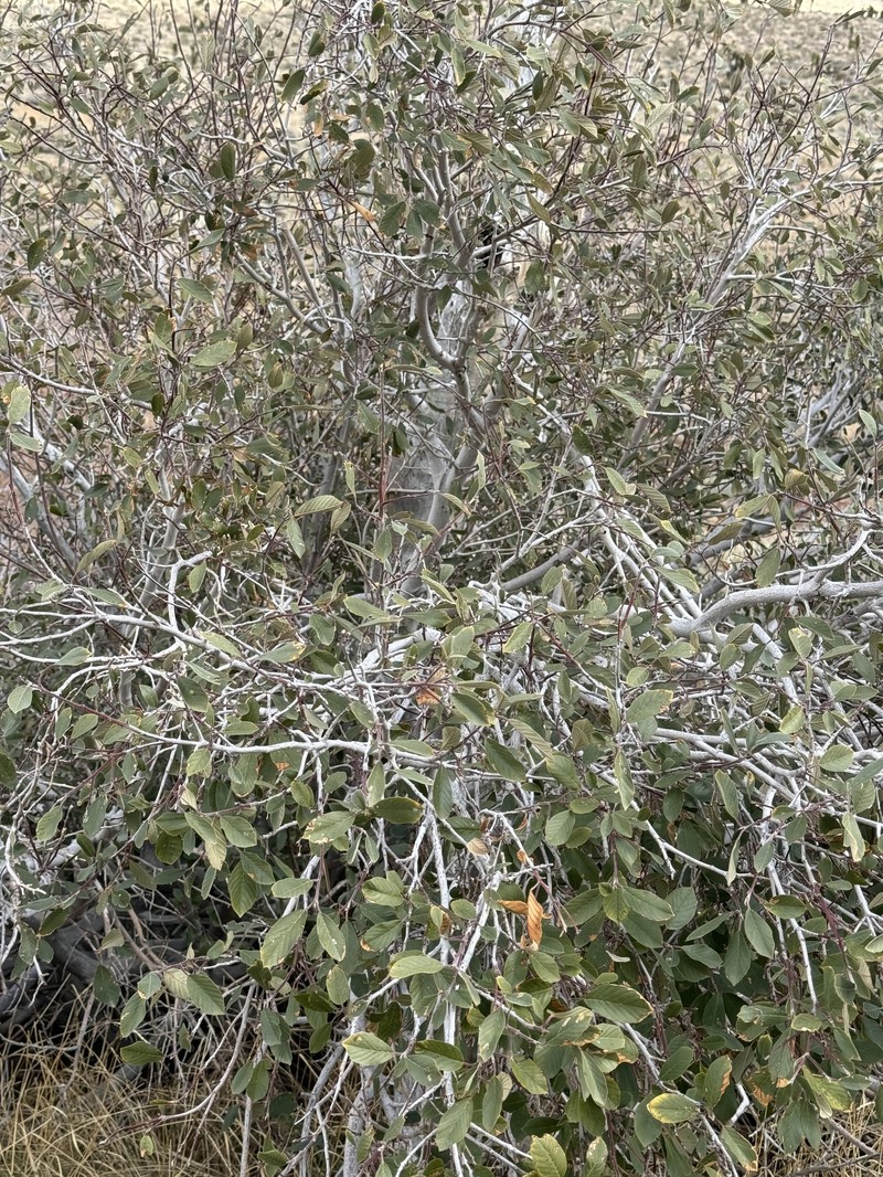 Frangula californica subsp. cuspidata photo 8