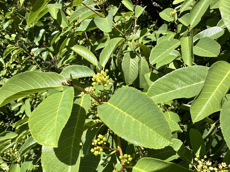 Frangula californica subsp. occidentalis