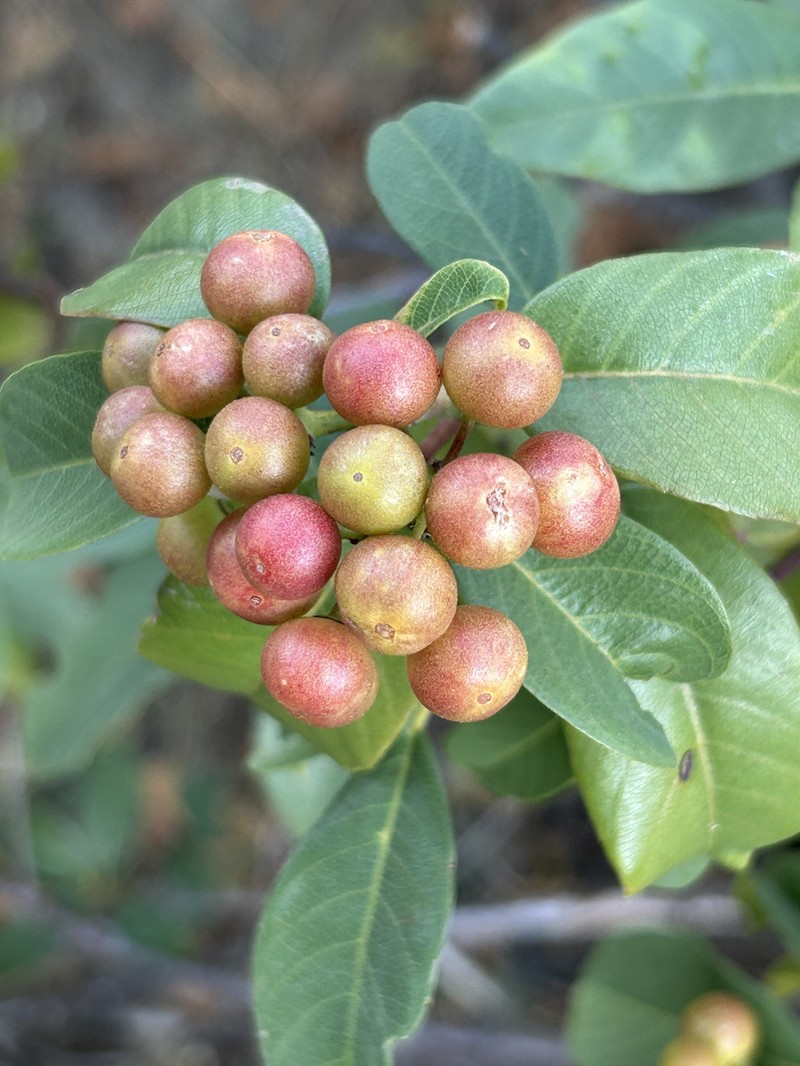 Frangula californica subsp. occidentalis photo 2