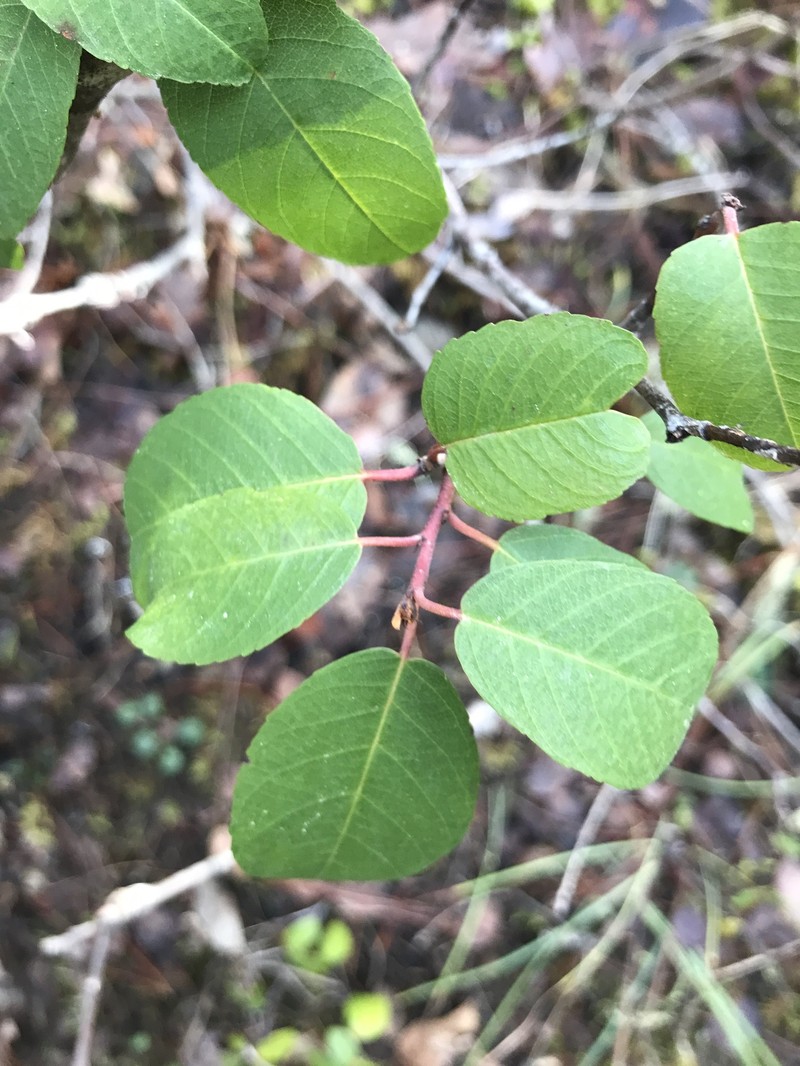 Frangula californica subsp. occidentalis photo 3