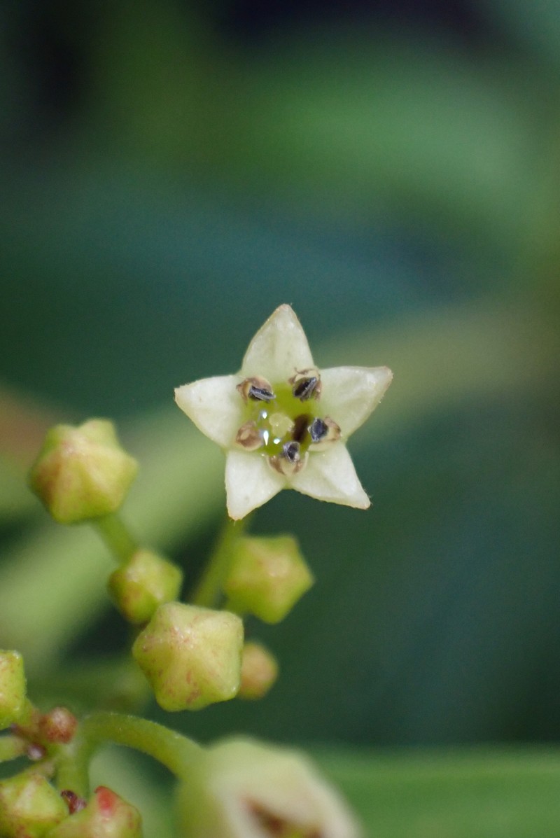 Frangula californica subsp. occidentalis photo 4