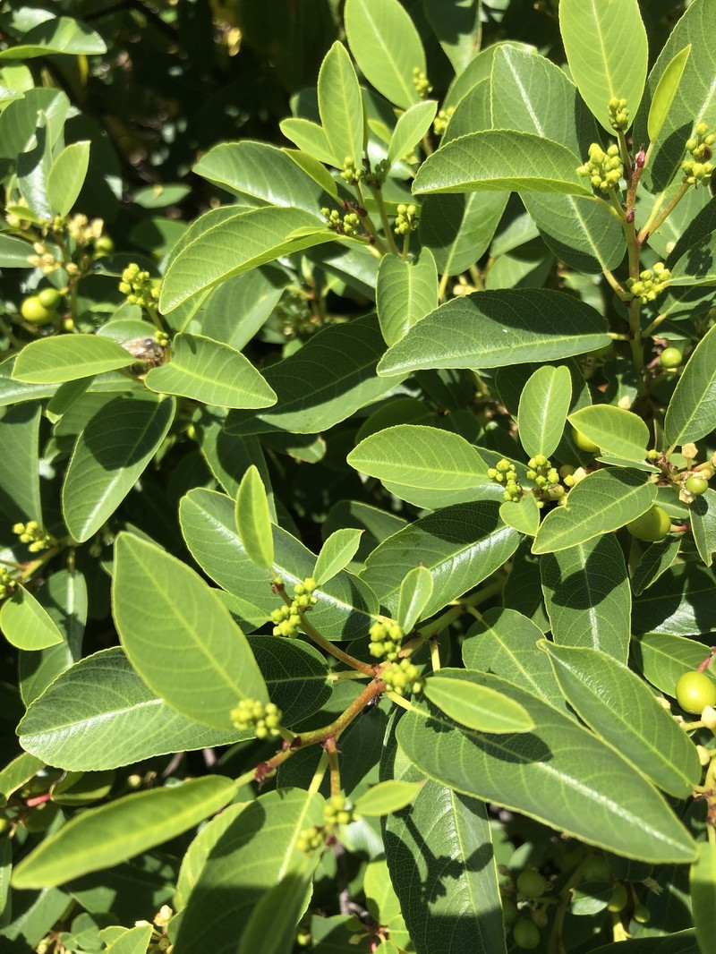 Frangula californica subsp. occidentalis photo 5