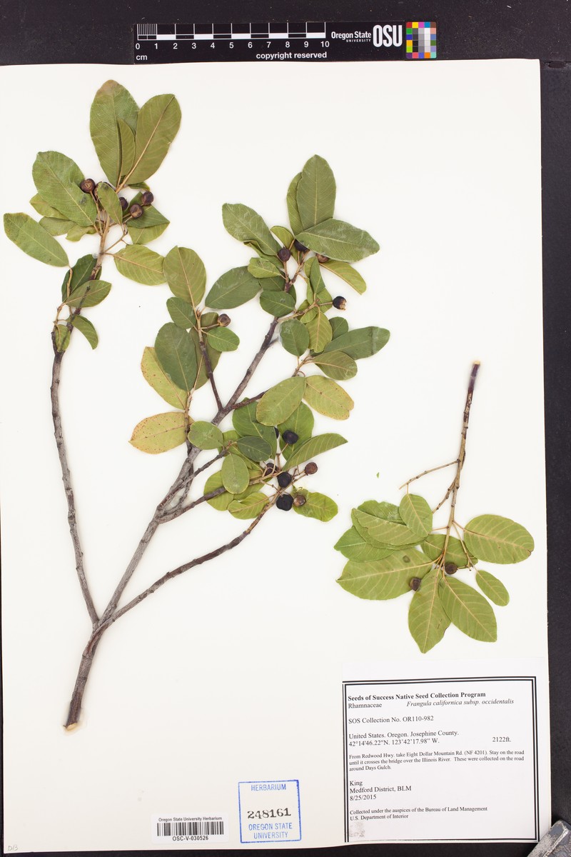Frangula californica subsp. occidentalis photo 6
