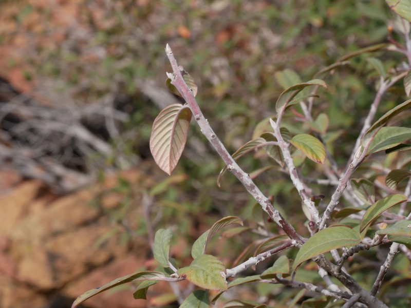 Frangula californica subsp. tomentella