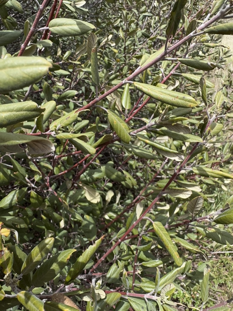 Frangula californica subsp. tomentella photo 2