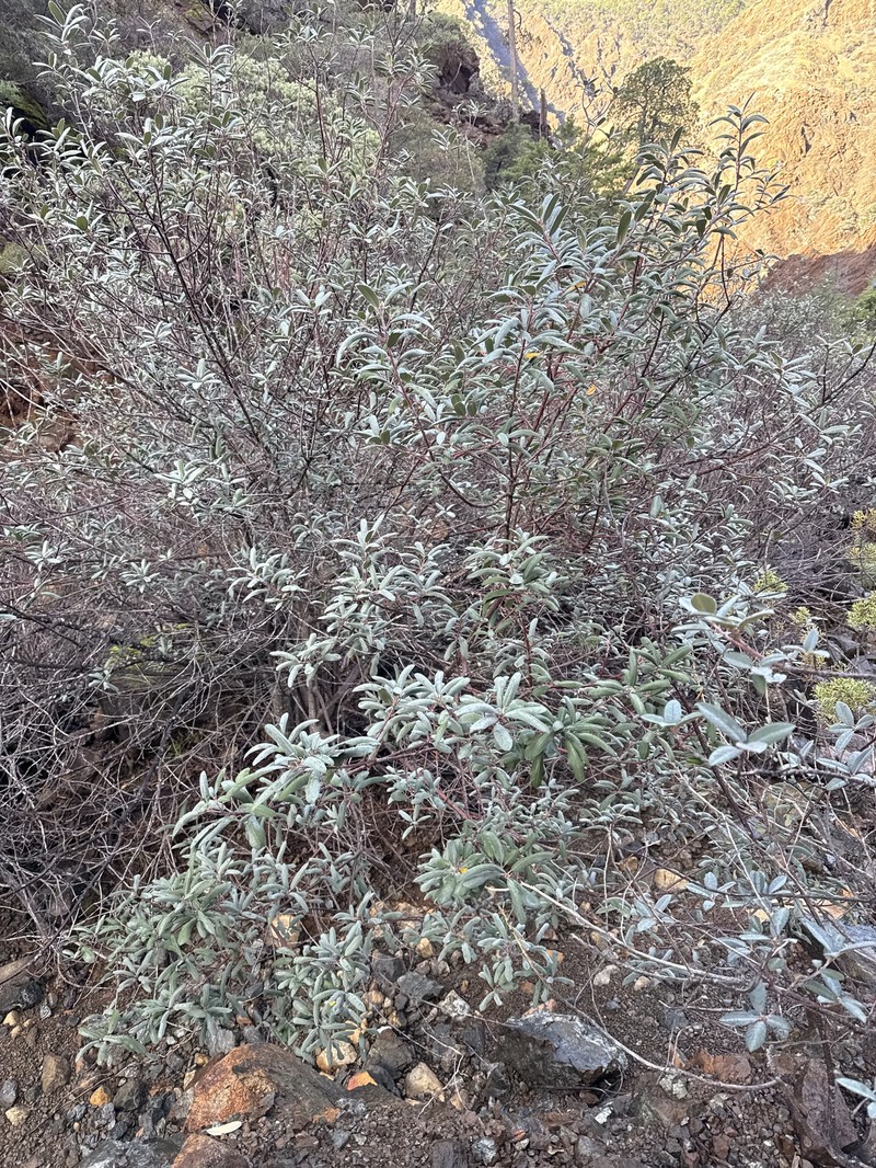Frangula californica subsp. tomentella photo 3