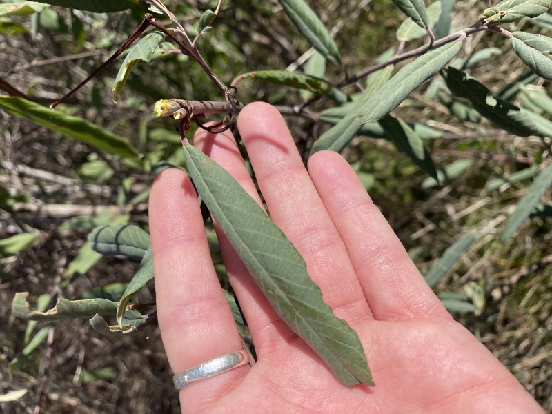 Frangula californica subsp. tomentella photo 4