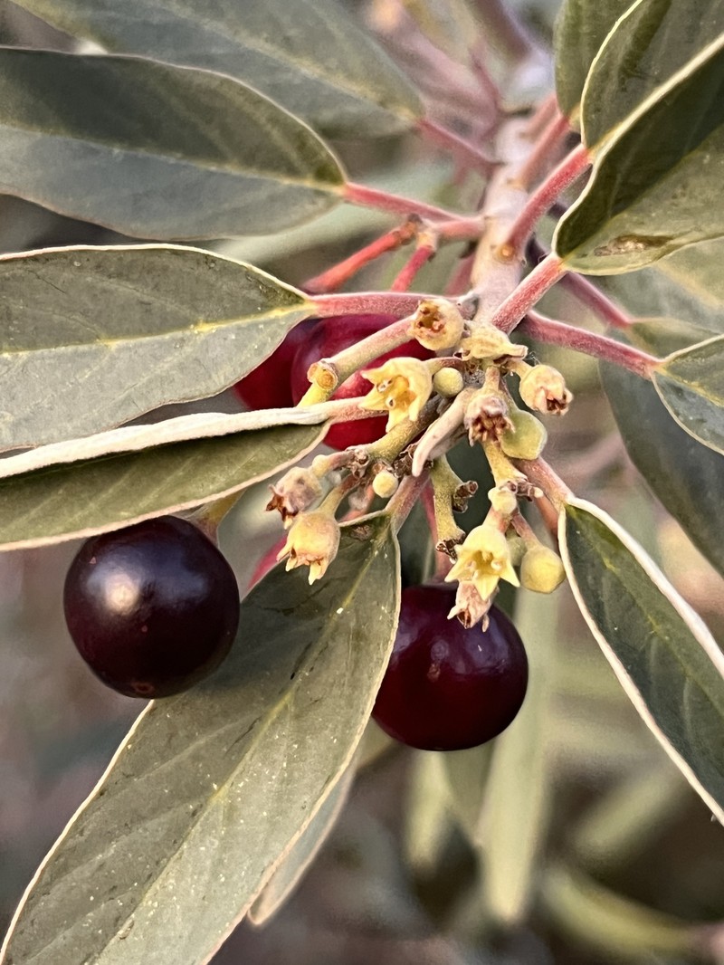 Frangula californica subsp. tomentella photo 5