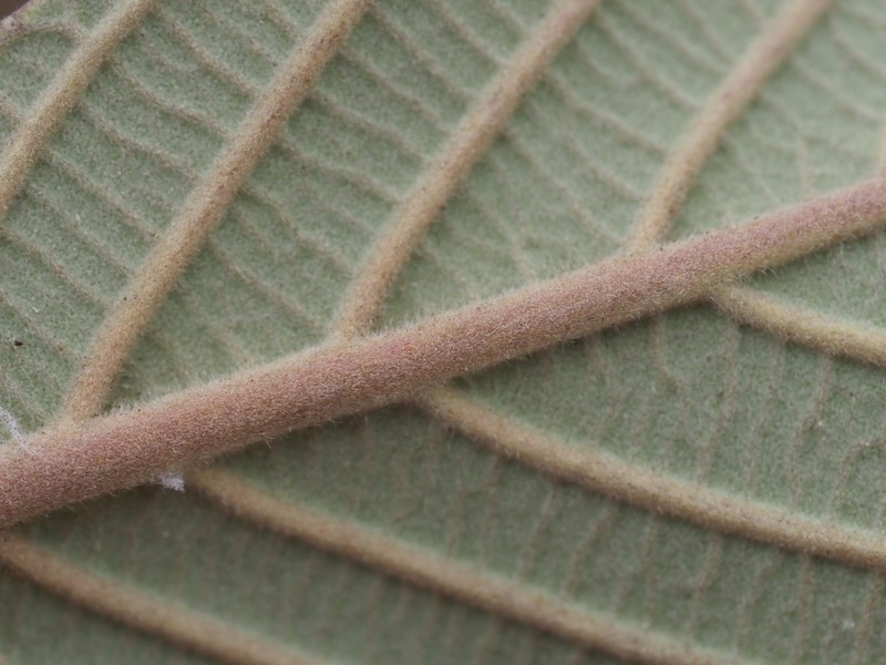 Frangula californica subsp. tomentella photo 6