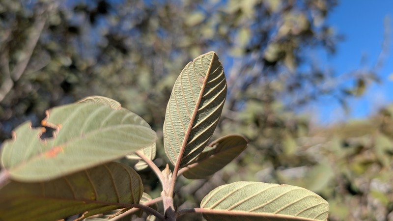 Frangula californica subsp. tomentella photo 7
