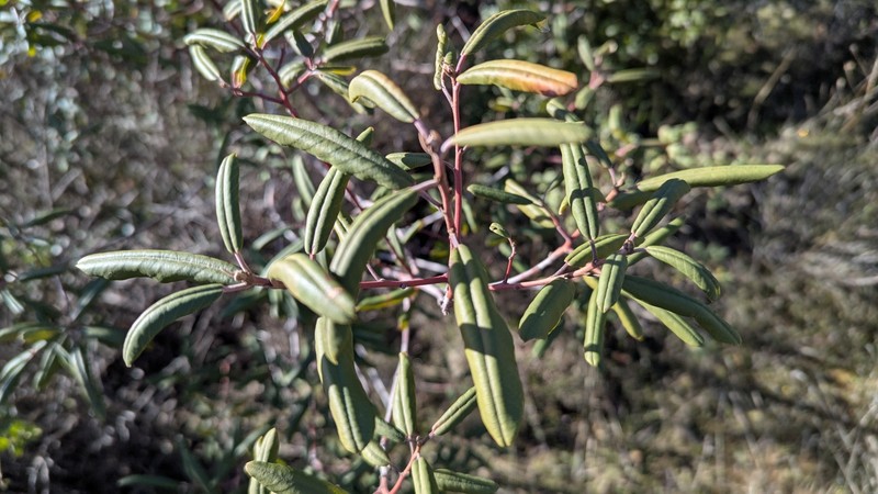 Frangula californica subsp. tomentella photo 8