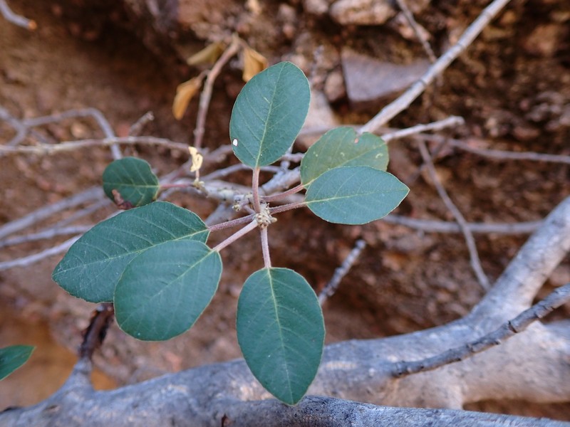 Frangula californica subsp. ursina