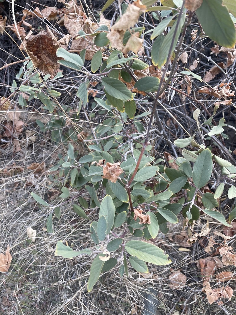 Frangula californica subsp. ursina photo 2