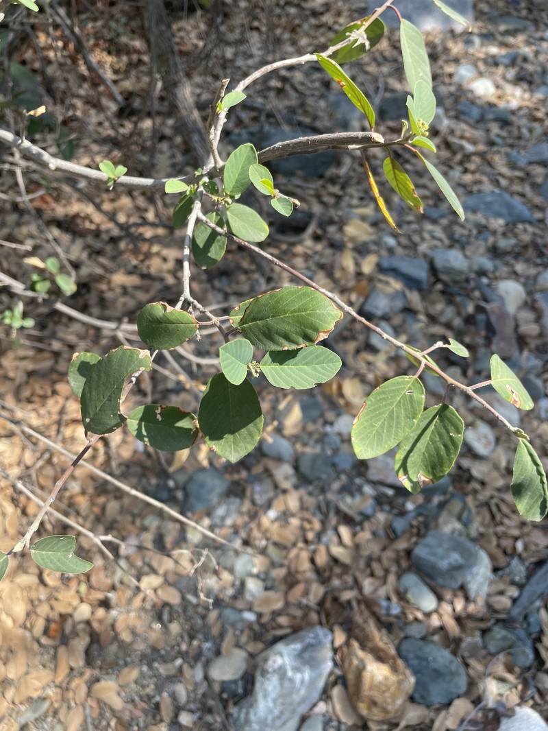 Frangula californica subsp. ursina photo 3