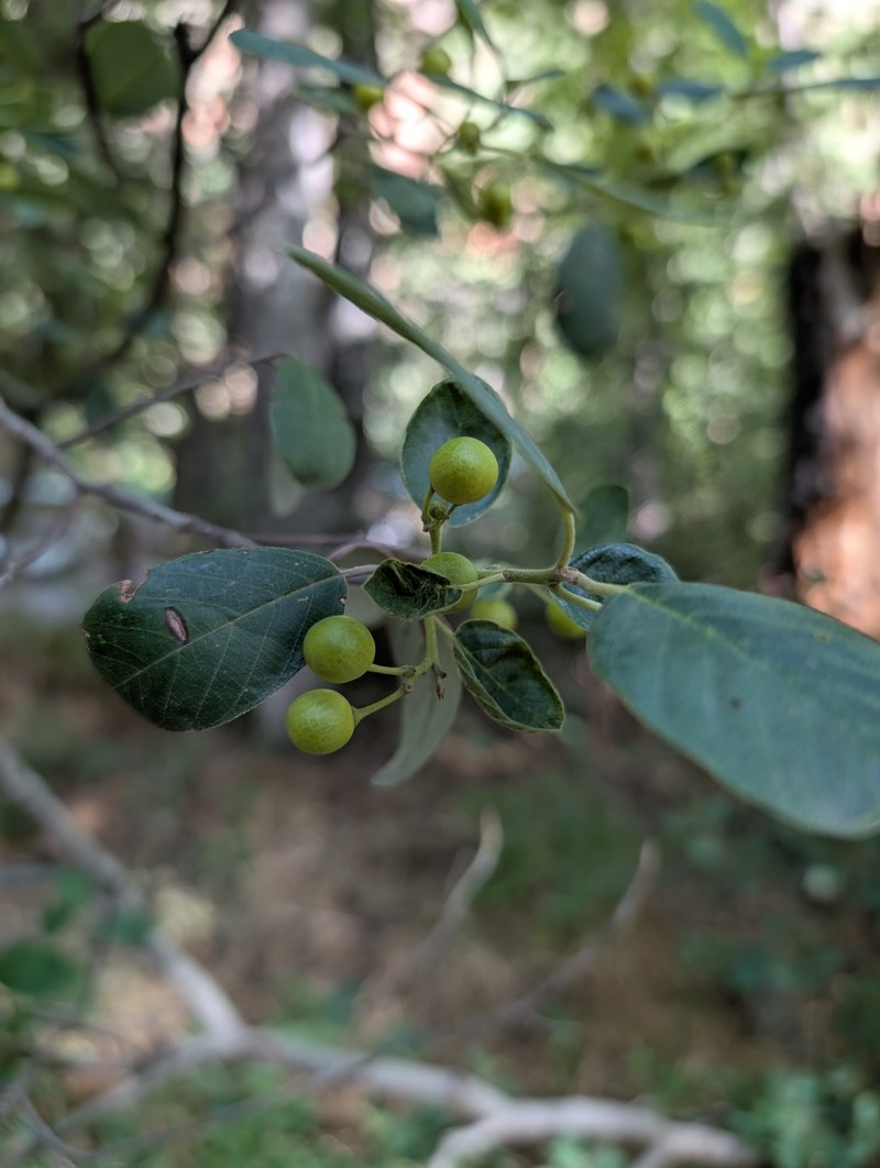 Frangula californica subsp. ursina photo 4