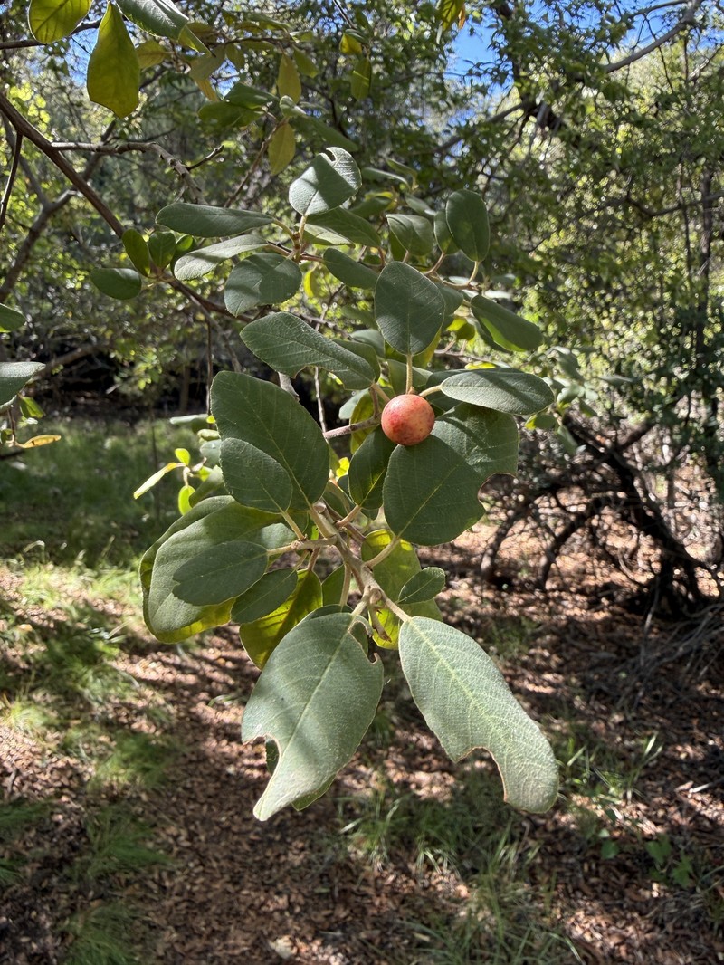 Frangula californica subsp. ursina photo 5