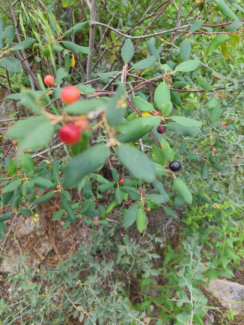 Frangula californica subsp. ursina photo 6
