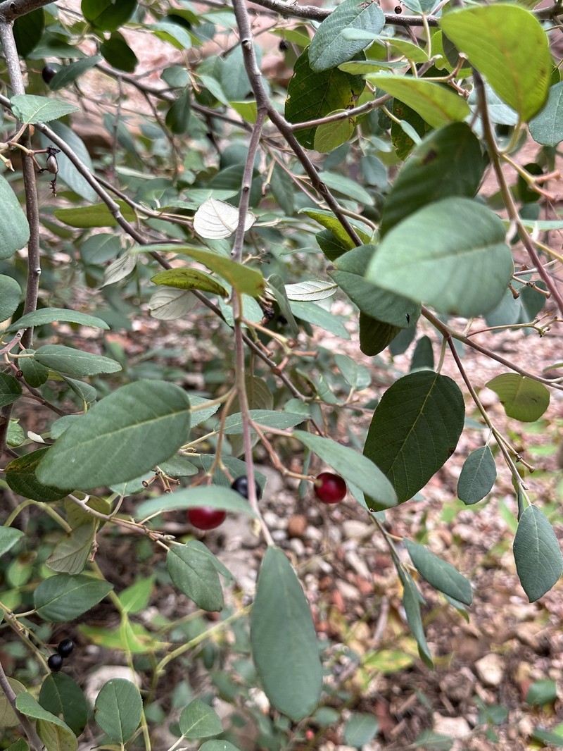 Frangula californica subsp. ursina photo 7