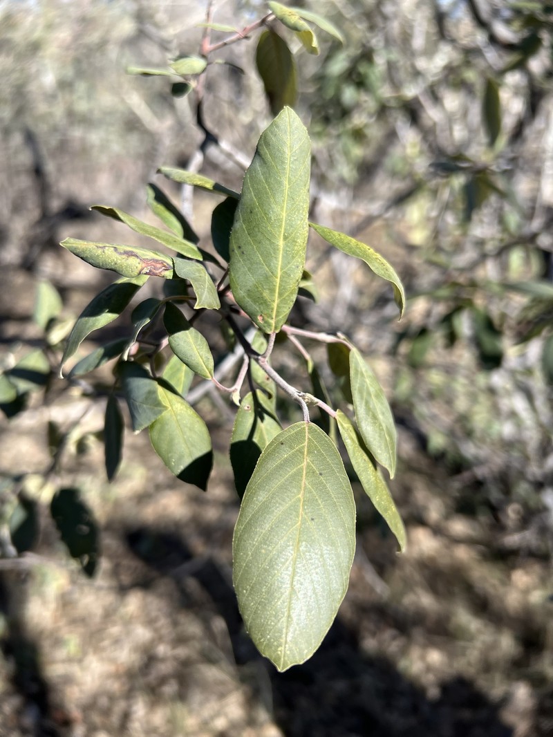 Frangula californica subsp. ursina photo 8