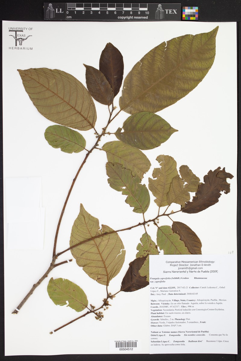 Frangula capreifolia var. capreifolia