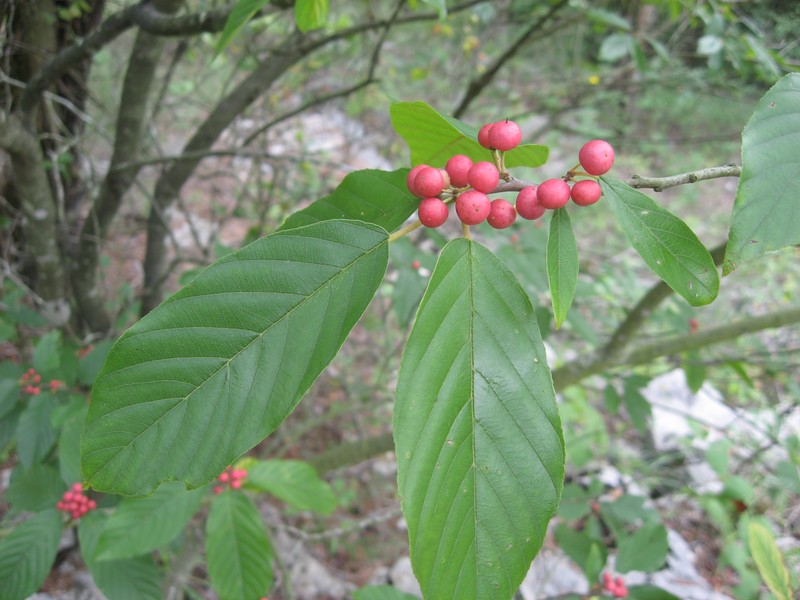 Carolina Buckthorn